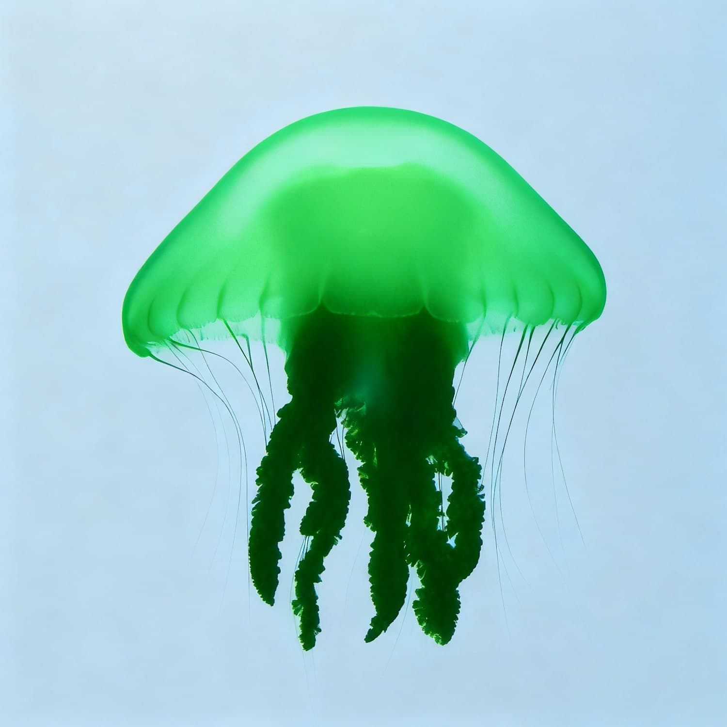 Bright green jellyfish floating against a pale blue background